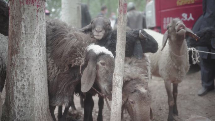 牛羊集市养殖畜牧啃树皮