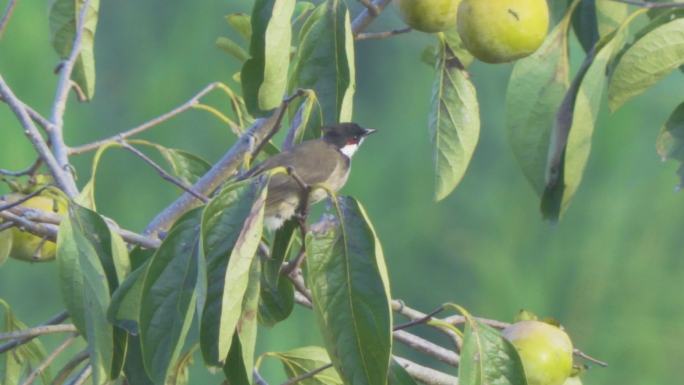 白喉红臀鹎 鸟啄食 小鸟 柿子 果树