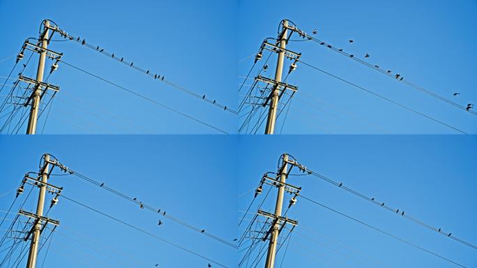 电线上的鸟实拍情绪空境