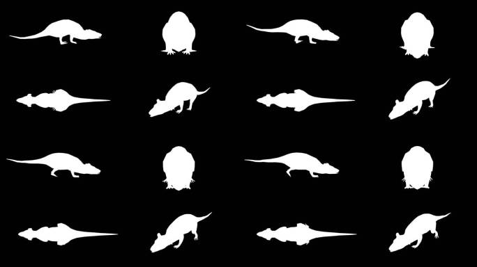 黑色背景上奔跑的老鼠剪影。动物、野生动物、游戏、返校、三维动画、短视频、电影、卡通、有机、色度键、角