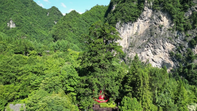 航拍湖北神农架神农坛千年杉树