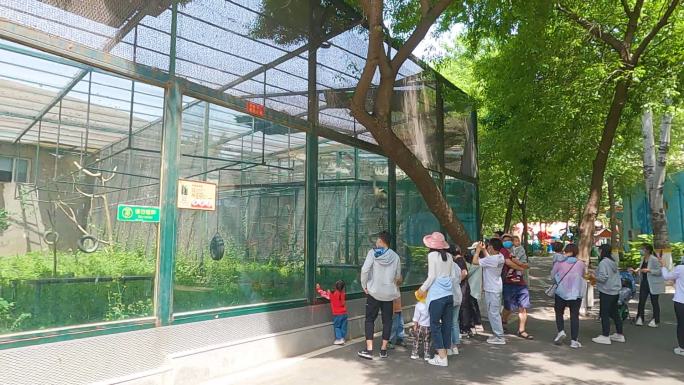 市民在动物园游玩看动物