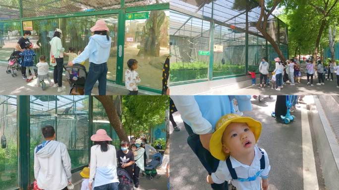 市民在动物园游玩看动物