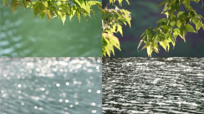 湖面水面光波粼粼树叶倒映