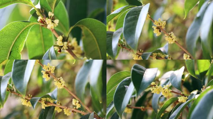 桂花树桂花