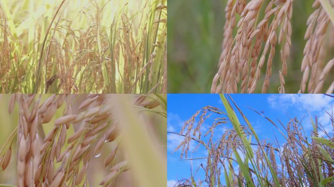 田间生长的黄金稻谷 成熟的稻谷