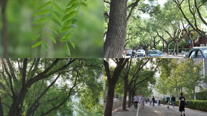 北京街道绿化 绿树下的行人
