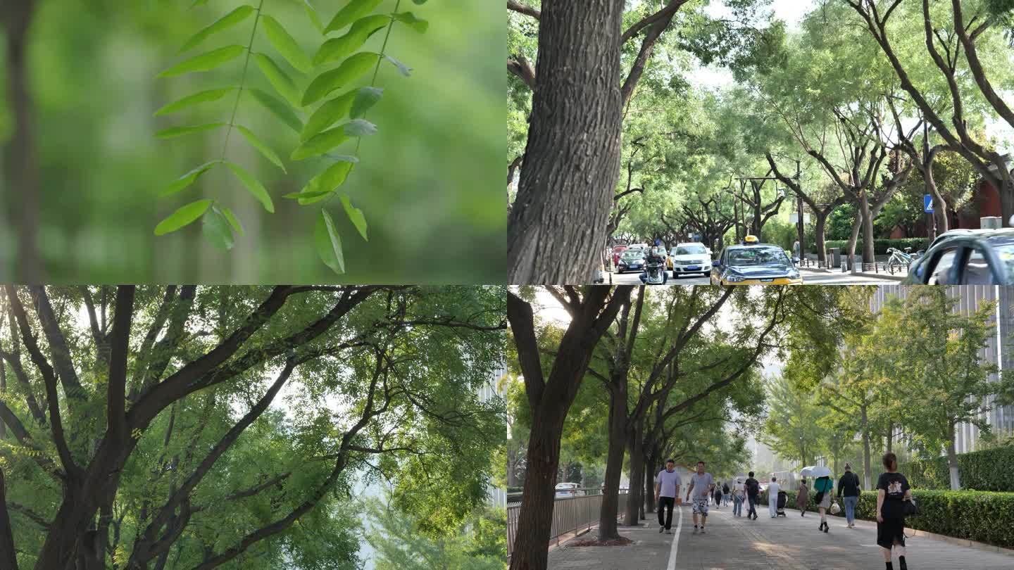 北京街道绿化 绿树下的行人