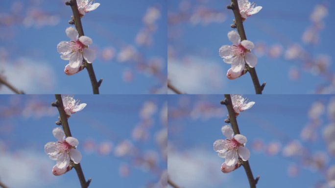 在蓝色背景下盛开的桃花，以水平格式视频剪辑4k视频。春天桃花盛开的视频。背景是晴朗的蓝天。