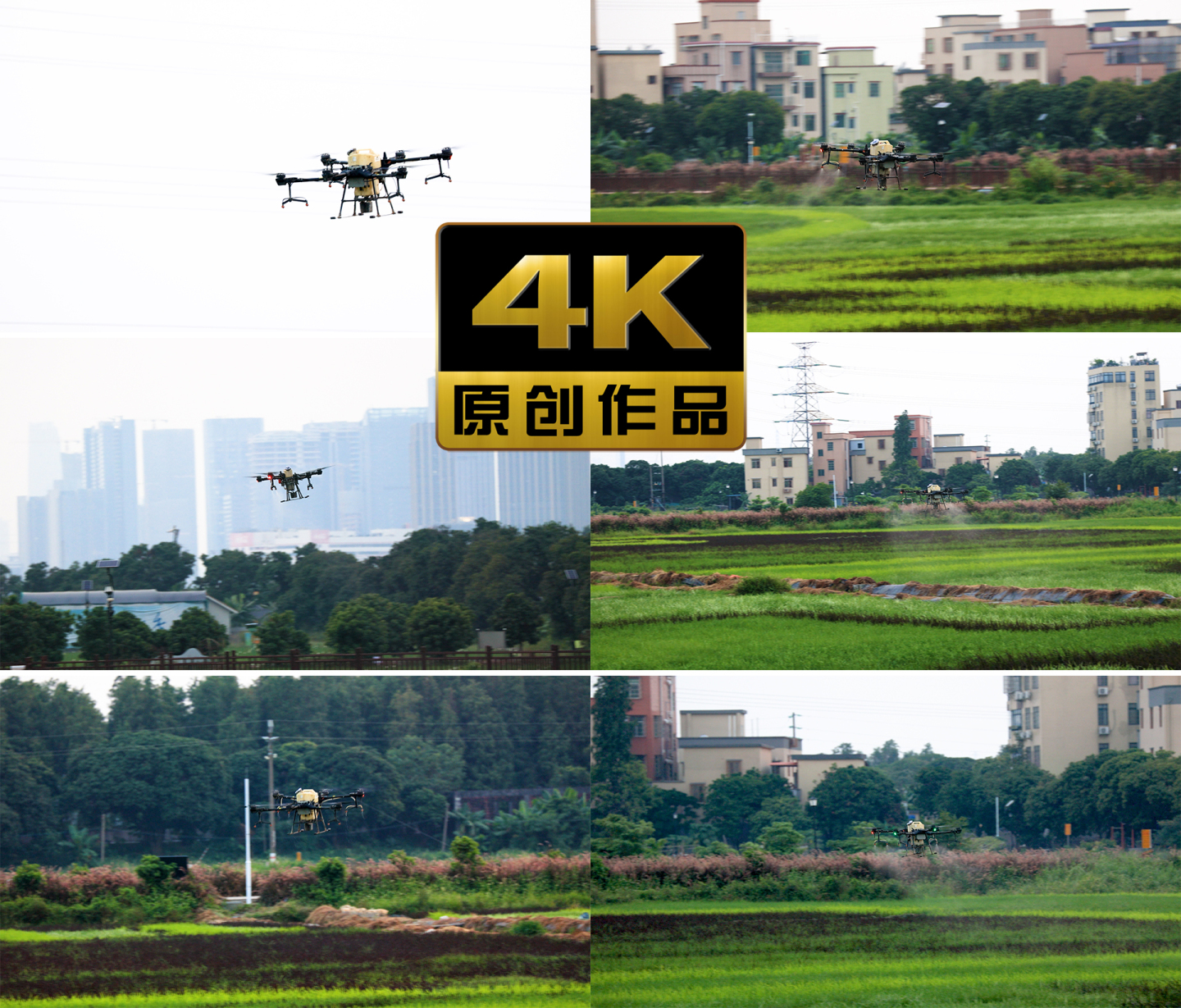 农用无人机在乡村稻田上空喷洒农药