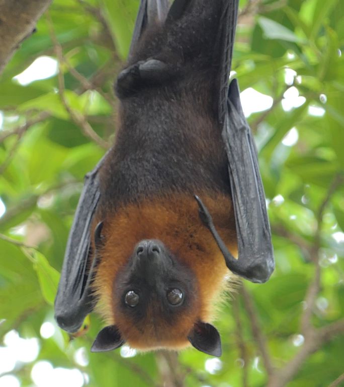 热带雨林中悬挂在树上的普通飞狐蝙蝠。