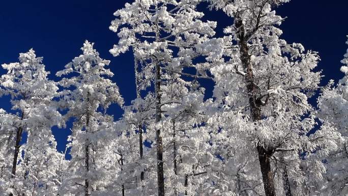 大兴安岭冬季雪林银装素裹