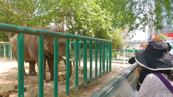市民在动物园游玩看大象