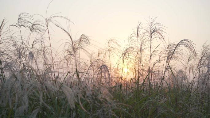 夕阳下芦苇