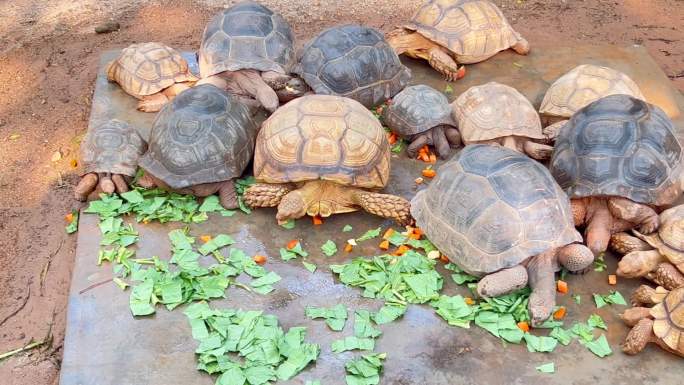 一群大乌龟在吃东西真可爱