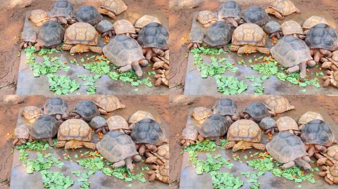 一群大乌龟在吃东西真可爱