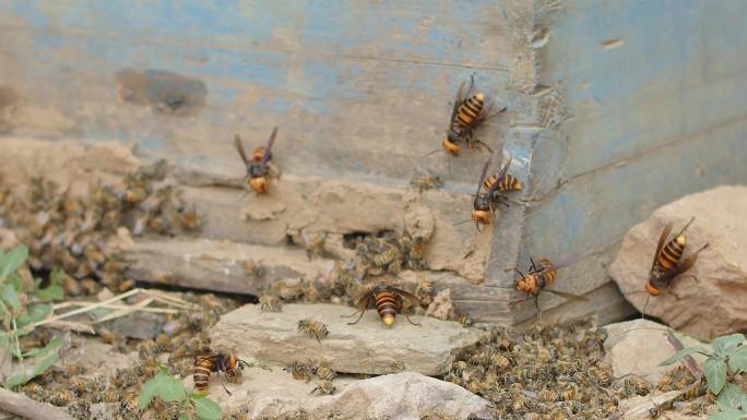 胡峰土蜂马蜂蜜蜂天敌危害蜜蜂养蜂经验