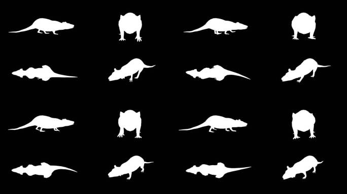 黑色背景上行走的老鼠轮廓。动物、野生动物、游戏、返校、三维动画、短视频、电影、卡通、有机、色度键、角