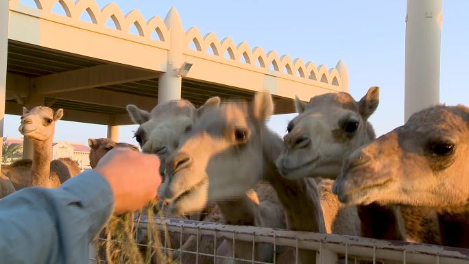 骆驼农场晚餐时间沙漠之舟驼峰沙漠
