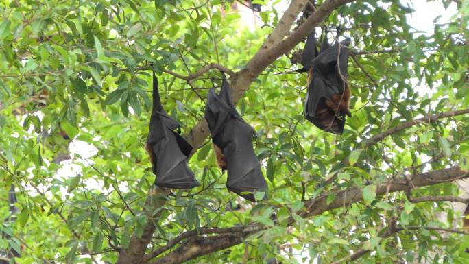 热带雨林中悬挂在树上的普通飞狐蝙蝠。