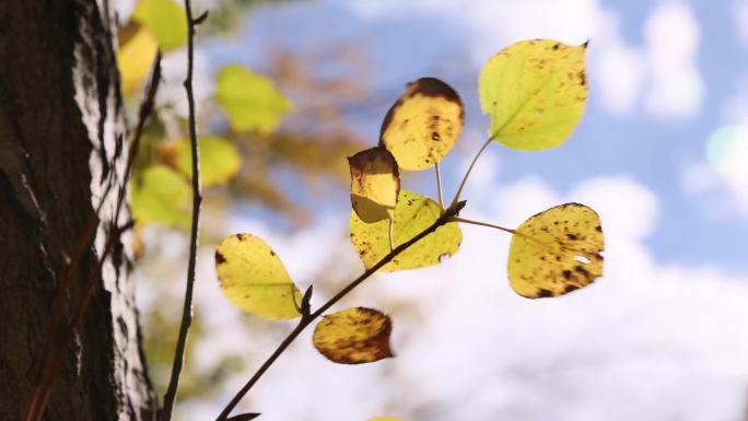 秋风下的黄叶和白云
