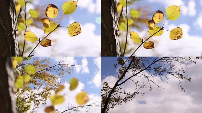 秋风下的黄叶和白云