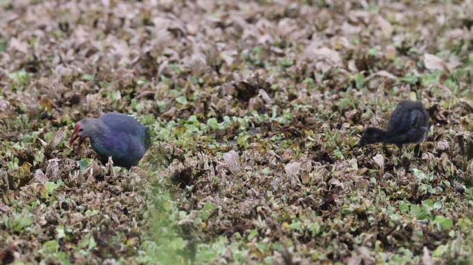 紫水鸡水草中觅食画面