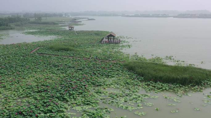 北湖湿地公园荷花塘