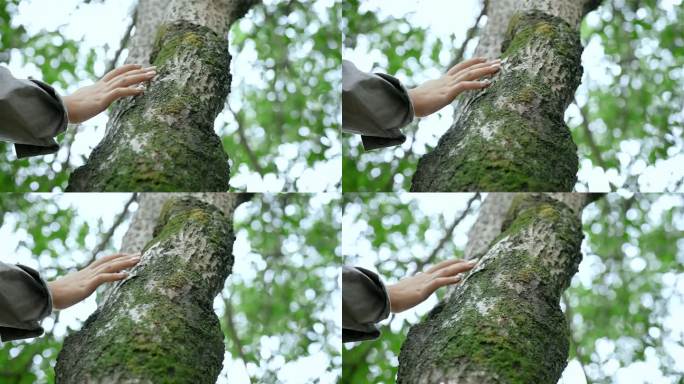 触摸树触摸自然感悟自然