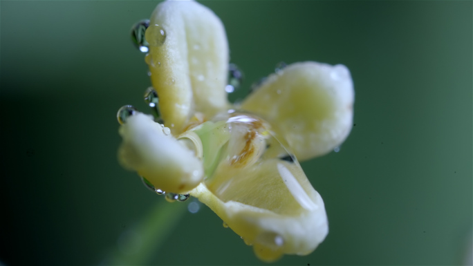 唯美桂花飘落的桂花