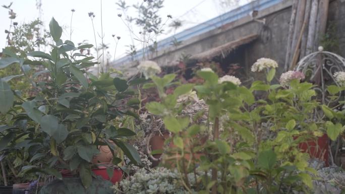 苗圃花卉多肉绿植植物种植温馨盆栽植物