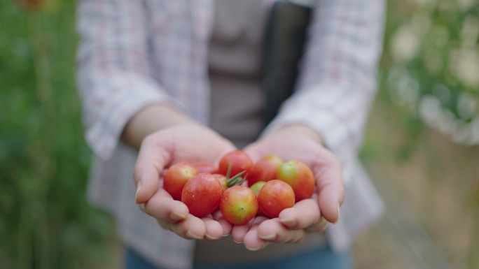 农民手持和展示西红柿