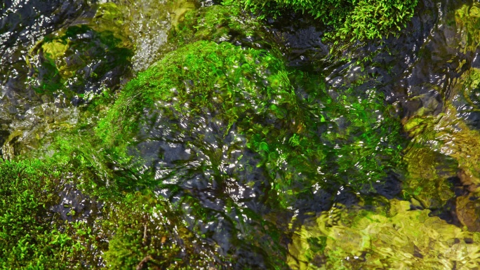 SLO MO清澈的泉水流过长满苔藓的岩石