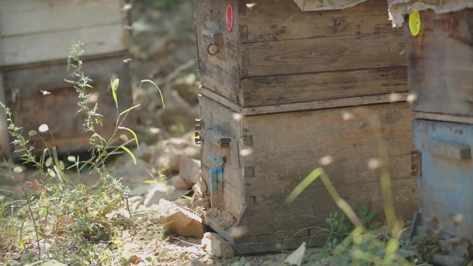 养蜂蜜蜂蜂巢蜂蜜取蜜（4K）