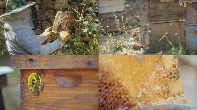 养蜂蜜蜂蜂巢蜂蜜取蜜（4K）