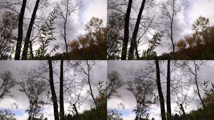秋天的天空和摇曳的树枝