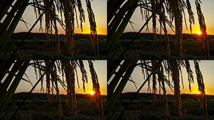 湖南长沙隆平稻作园夕阳下的稻子