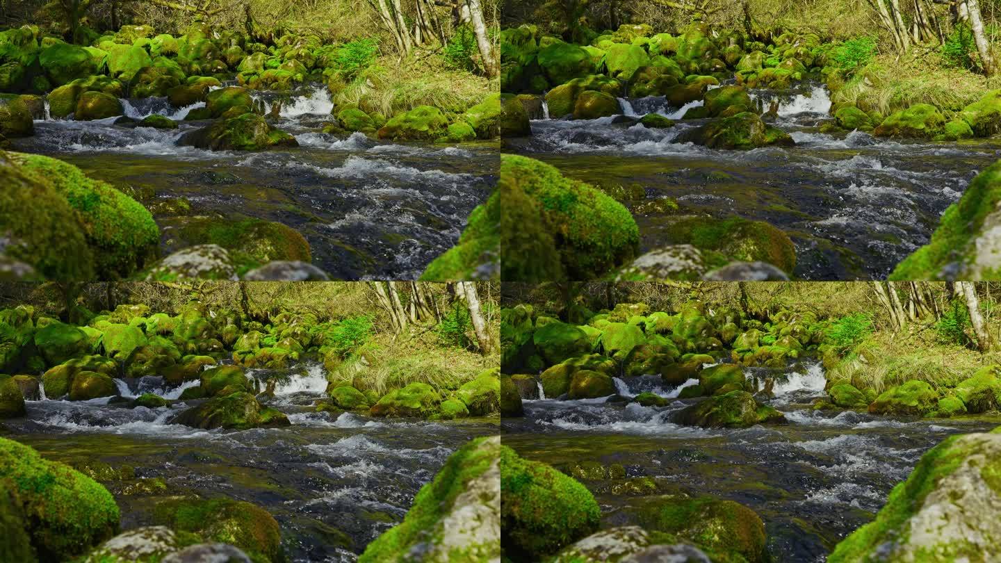 SLO MO泉水流过岩石，沿着河床流过森林