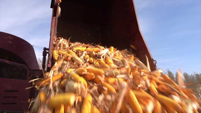 玉米丰收时节