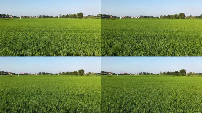 绿色稻田底空拍摄