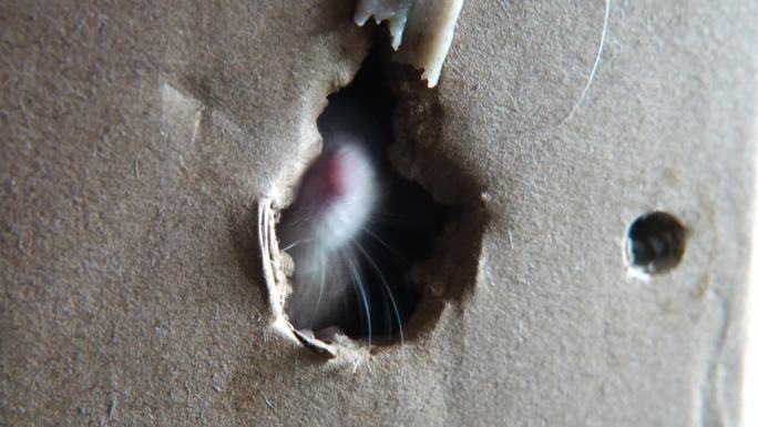 仓鼠通过洞吃面条松鼠纸壳箱
