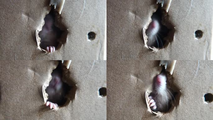 仓鼠通过洞吃面条松鼠纸壳箱