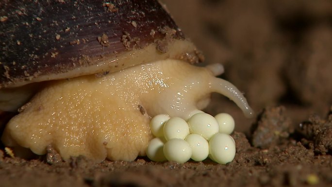 蜗牛产卵