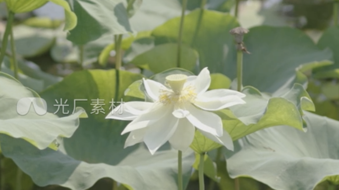 荷花  荷叶 夏天 池塘