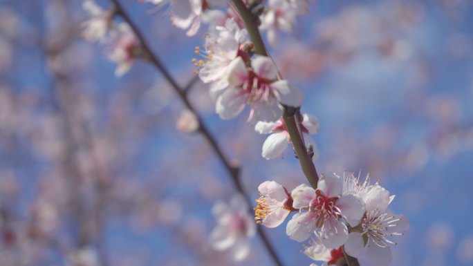 在蓝色背景下盛开的桃花，以水平格式视频剪辑4k视频。春天桃花盛开的视频。背景是晴朗的蓝天。