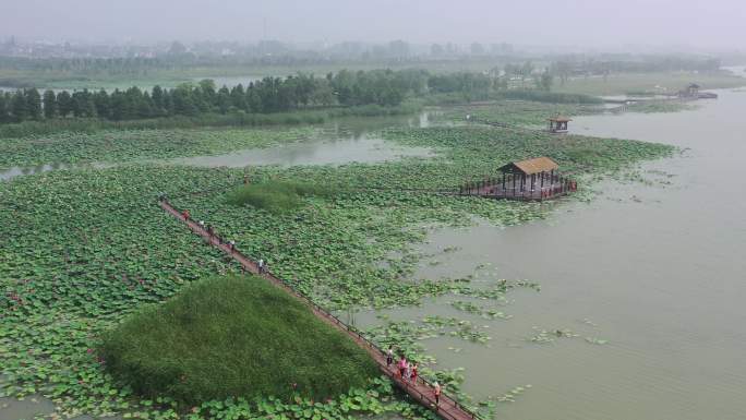 北湖湿地公园荷花塘