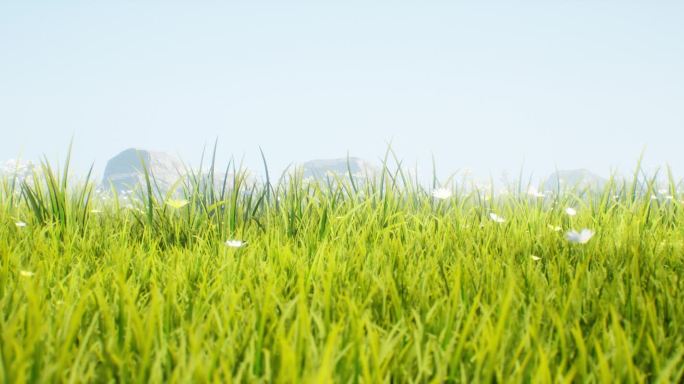 长幅唯美草坪