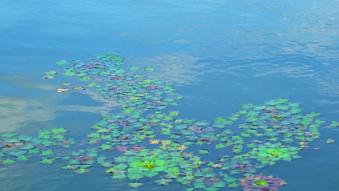 抚远三江湿地风光