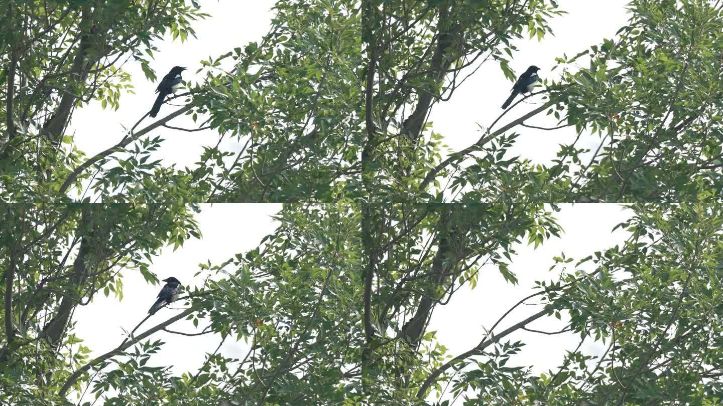 树枝上的一只喜鹊