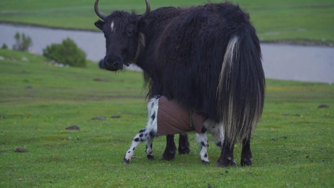 草原上的小牦牛在母牛肚子下吃奶